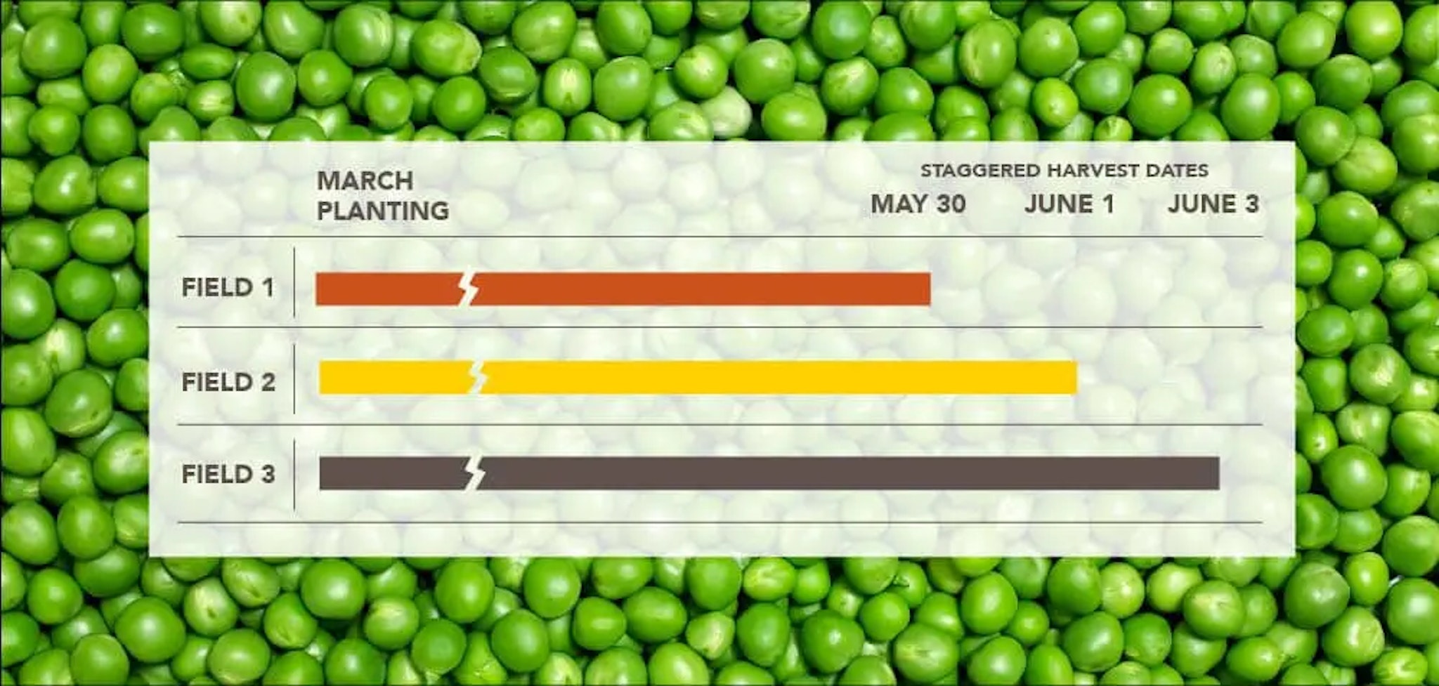 Staggered Harvest Chart